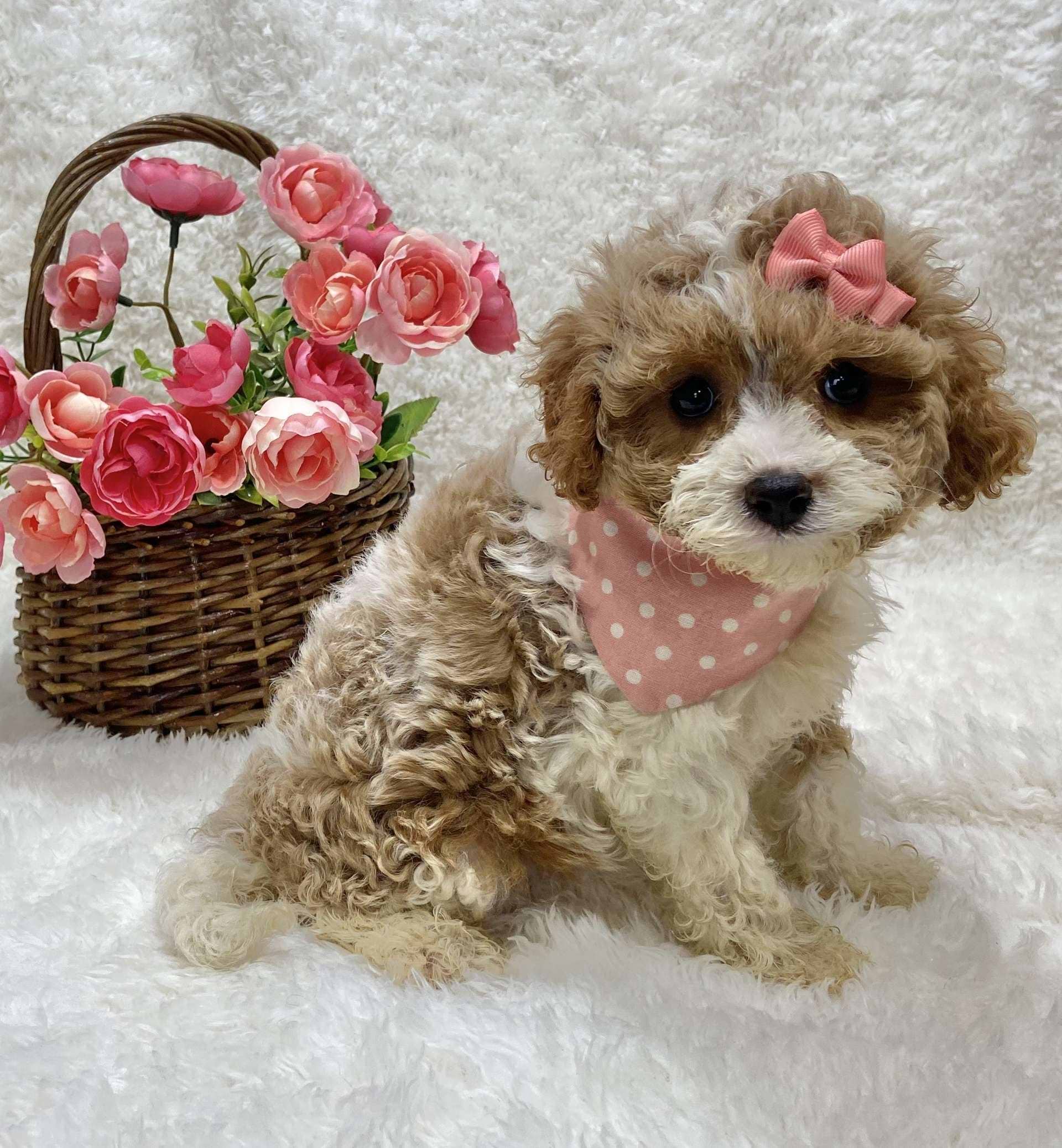 Best Fremont Cavapoos — Crockett Doodles