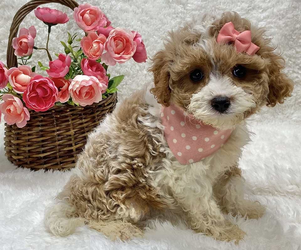 Cute Cavapoo Available