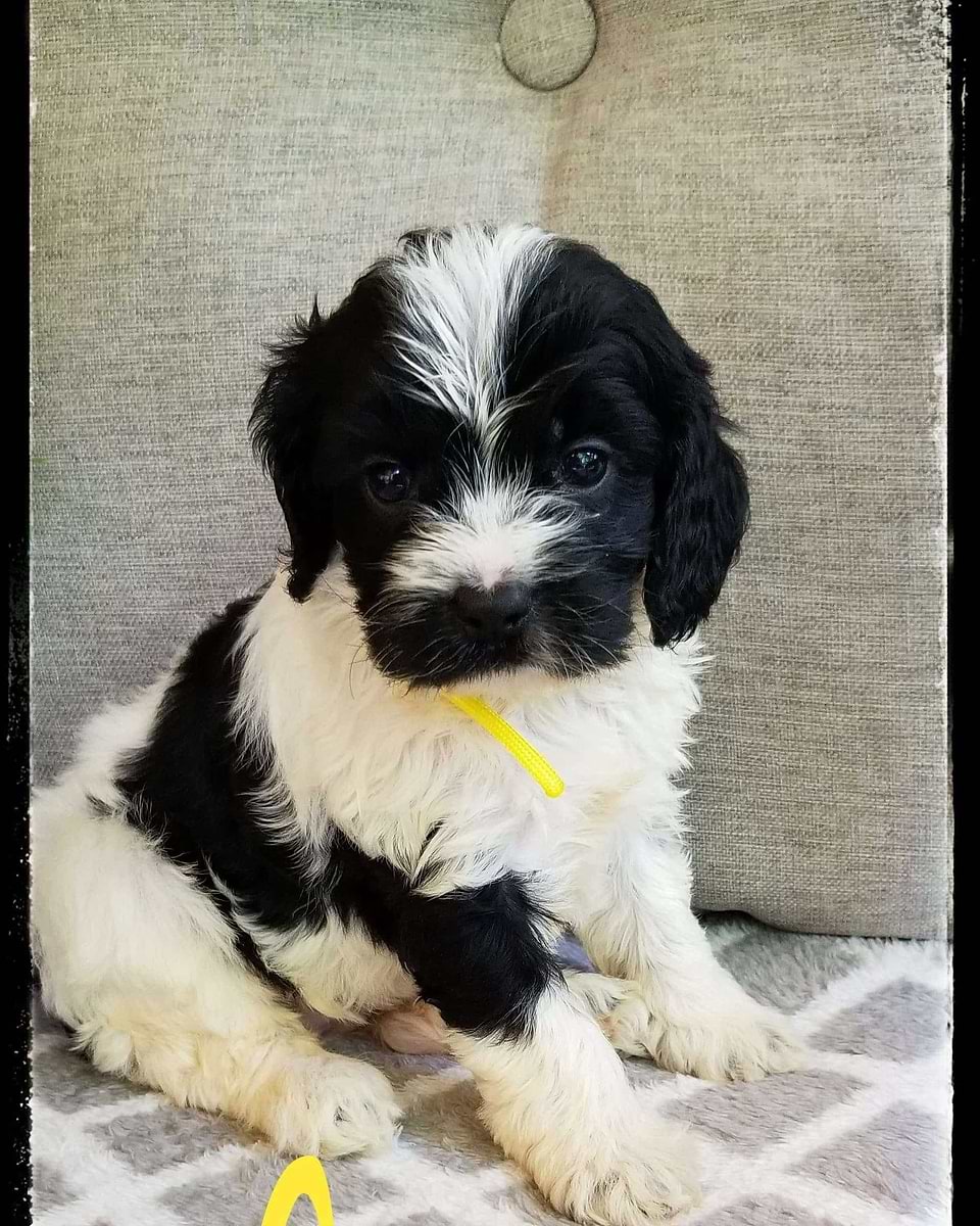 Cavapoo Available