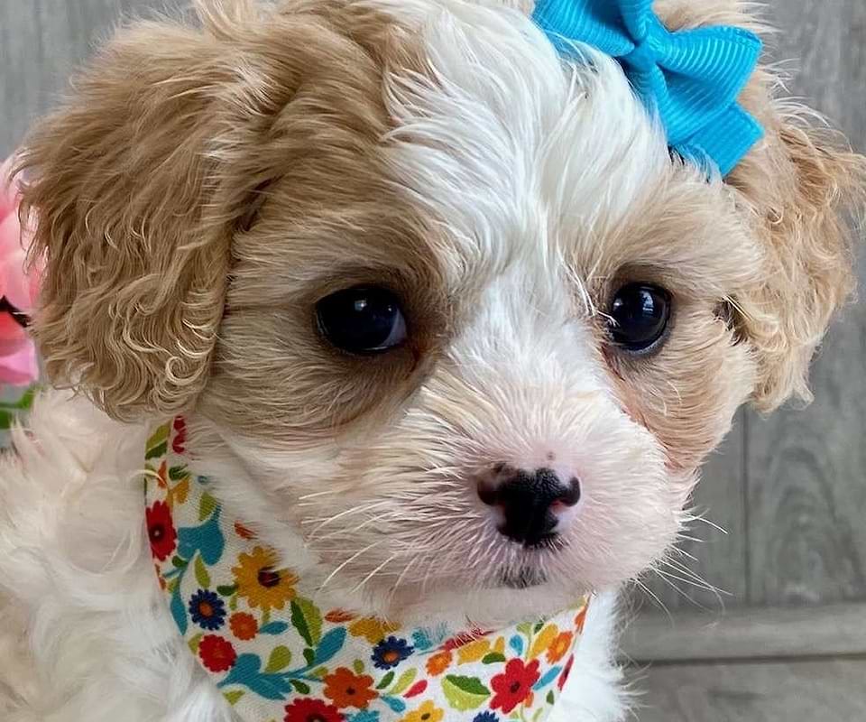 Available Cavapoo