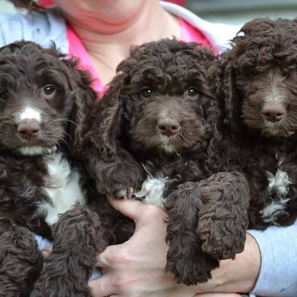 Solid Chocolate Springerdoodles