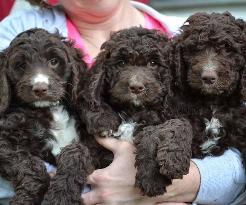 Solid Chocolate Springerdoodles