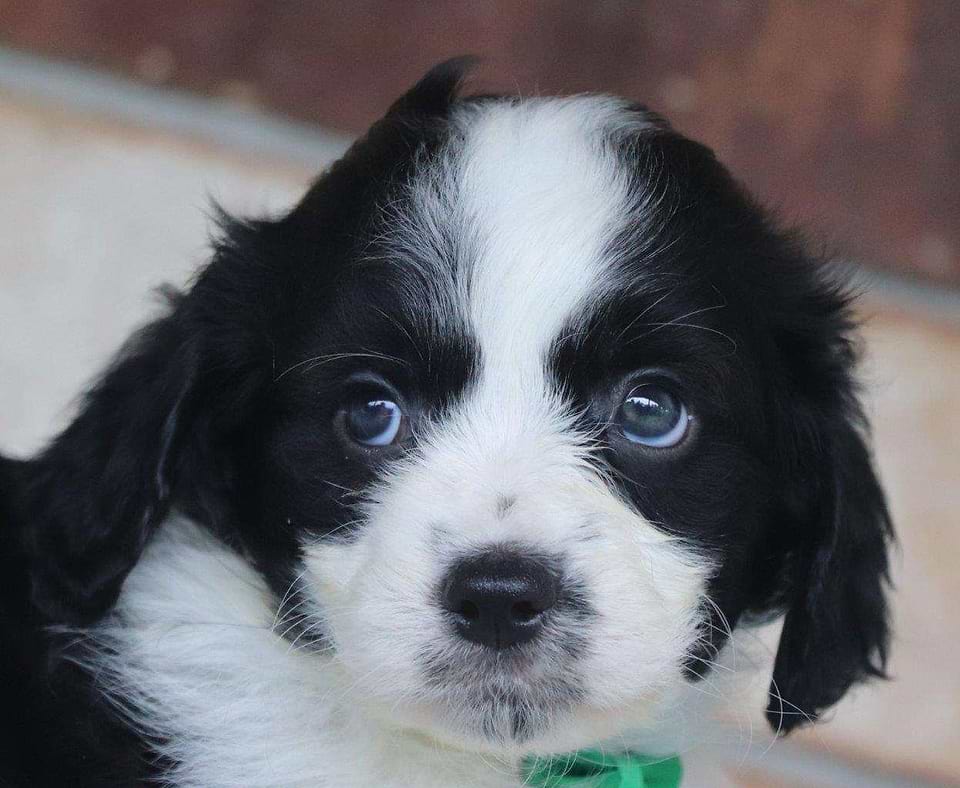 Cavachon puppy