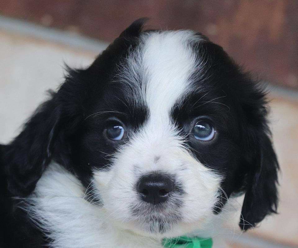 Cavachon puppy