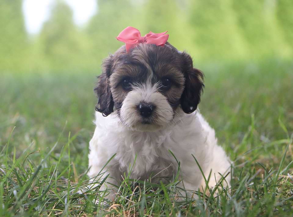 Cockapoo Available