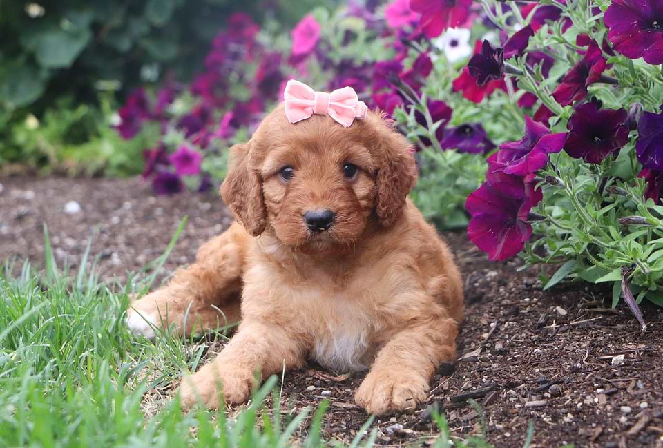 Red Irishdoodle Puppy