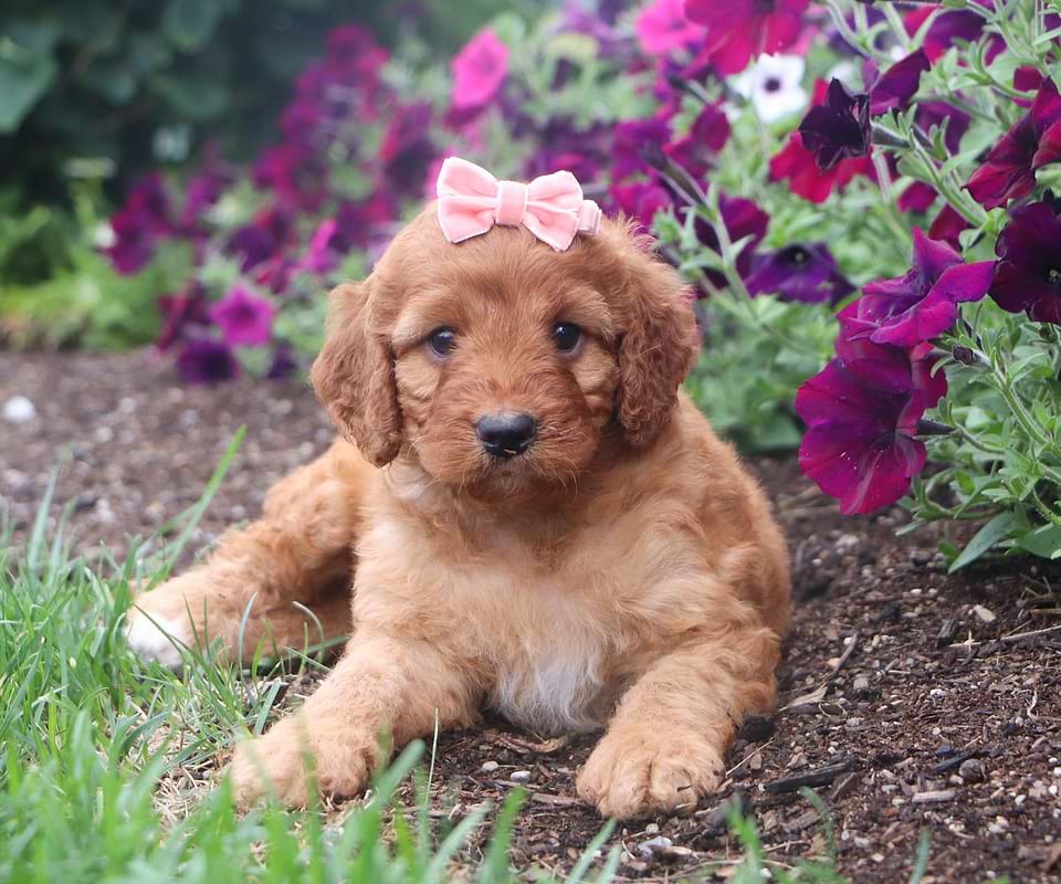 Red Irishdoodle Puppy