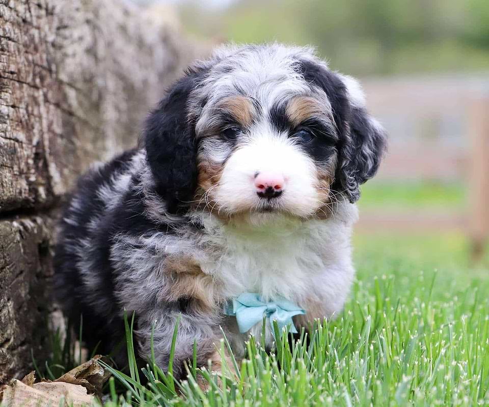 Anaheim Bernedoodle