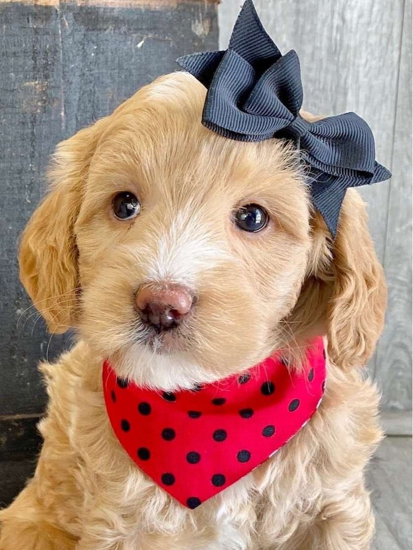Goldendoodle Available