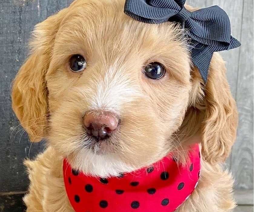 Goldendoodle Available