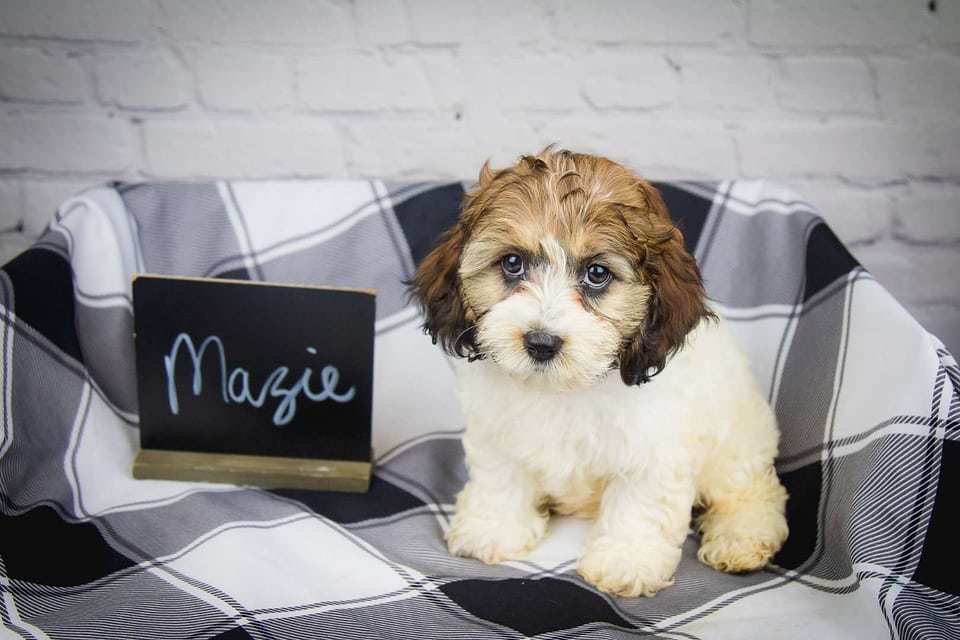 Available Cockapoo