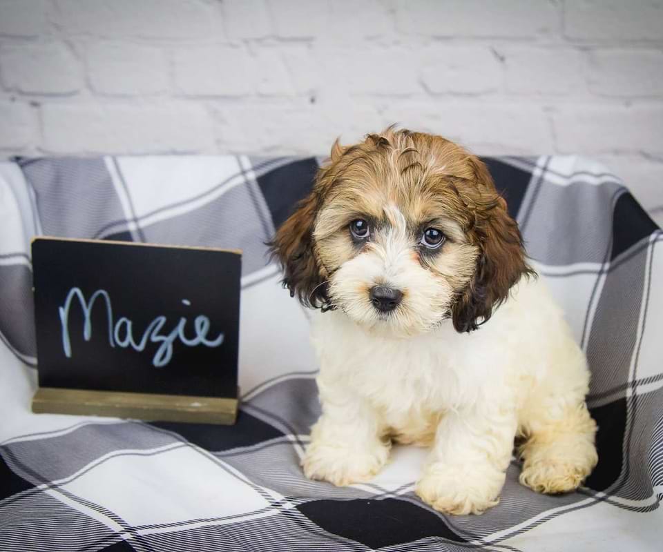 Available Cockapoo