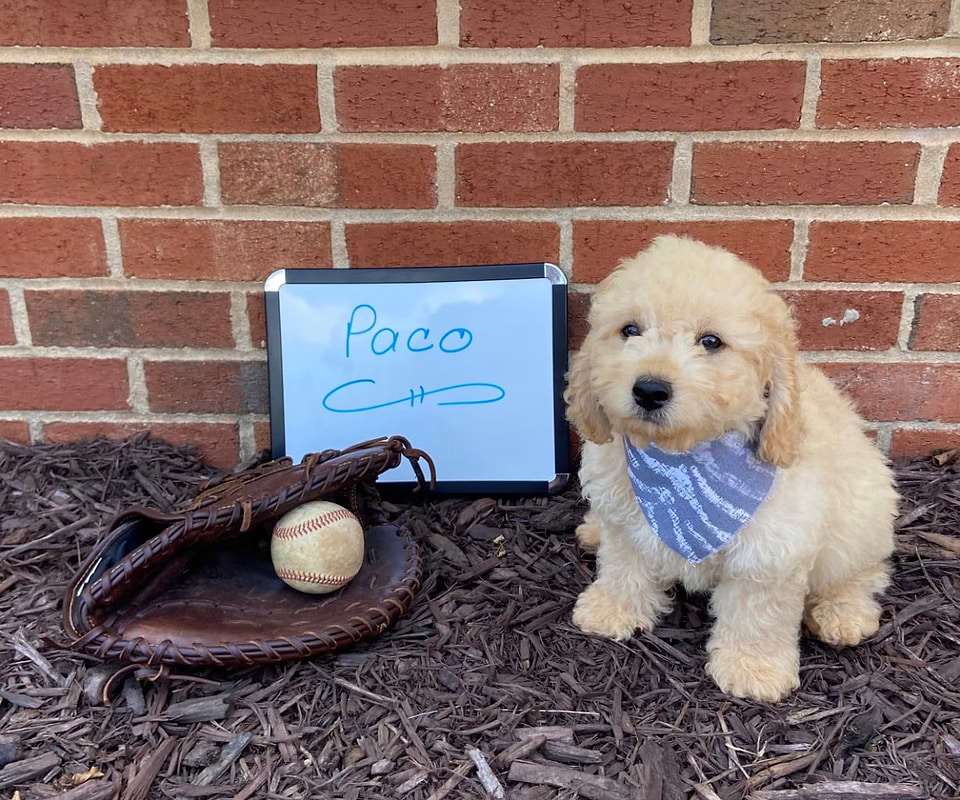 Available Cockapoo