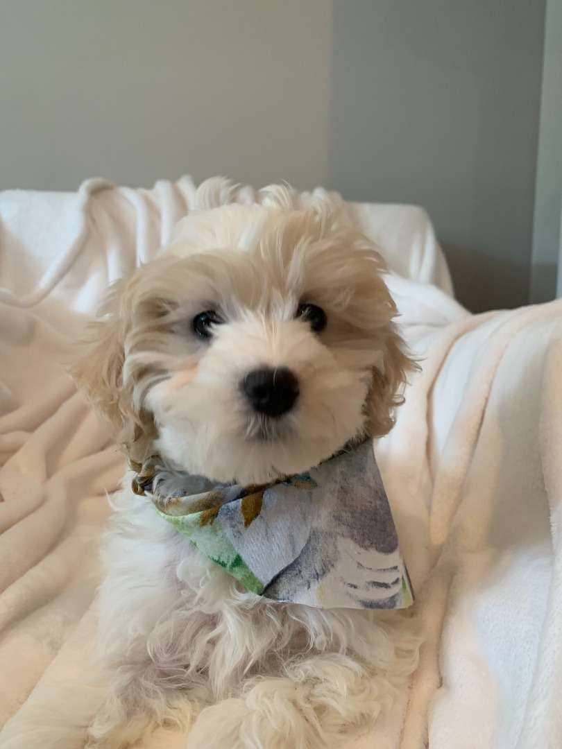 Cute Cockapoo Available