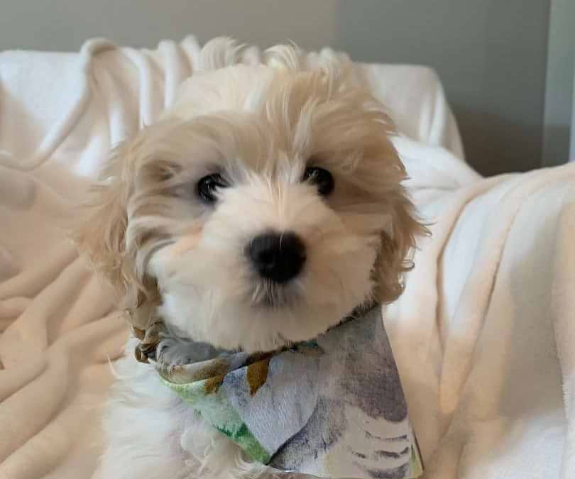Cute Cockapoo Available
