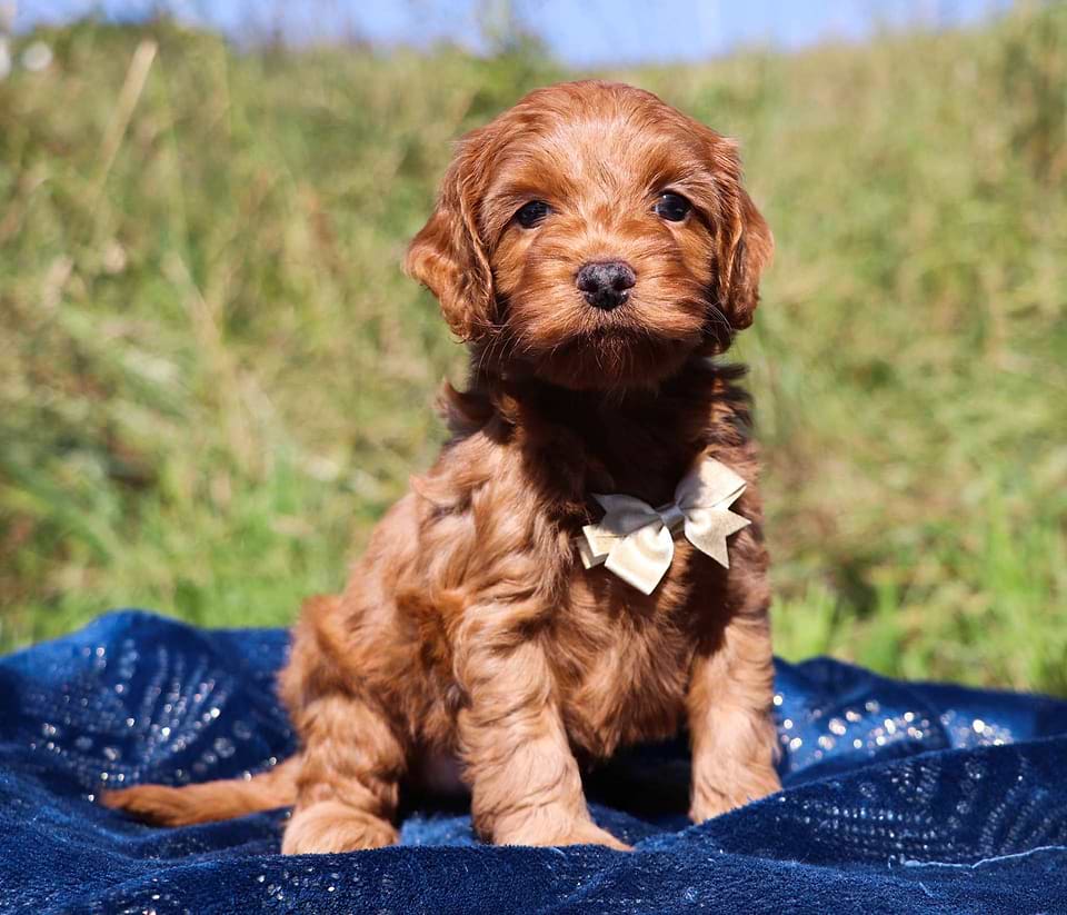 Cockapoo Available