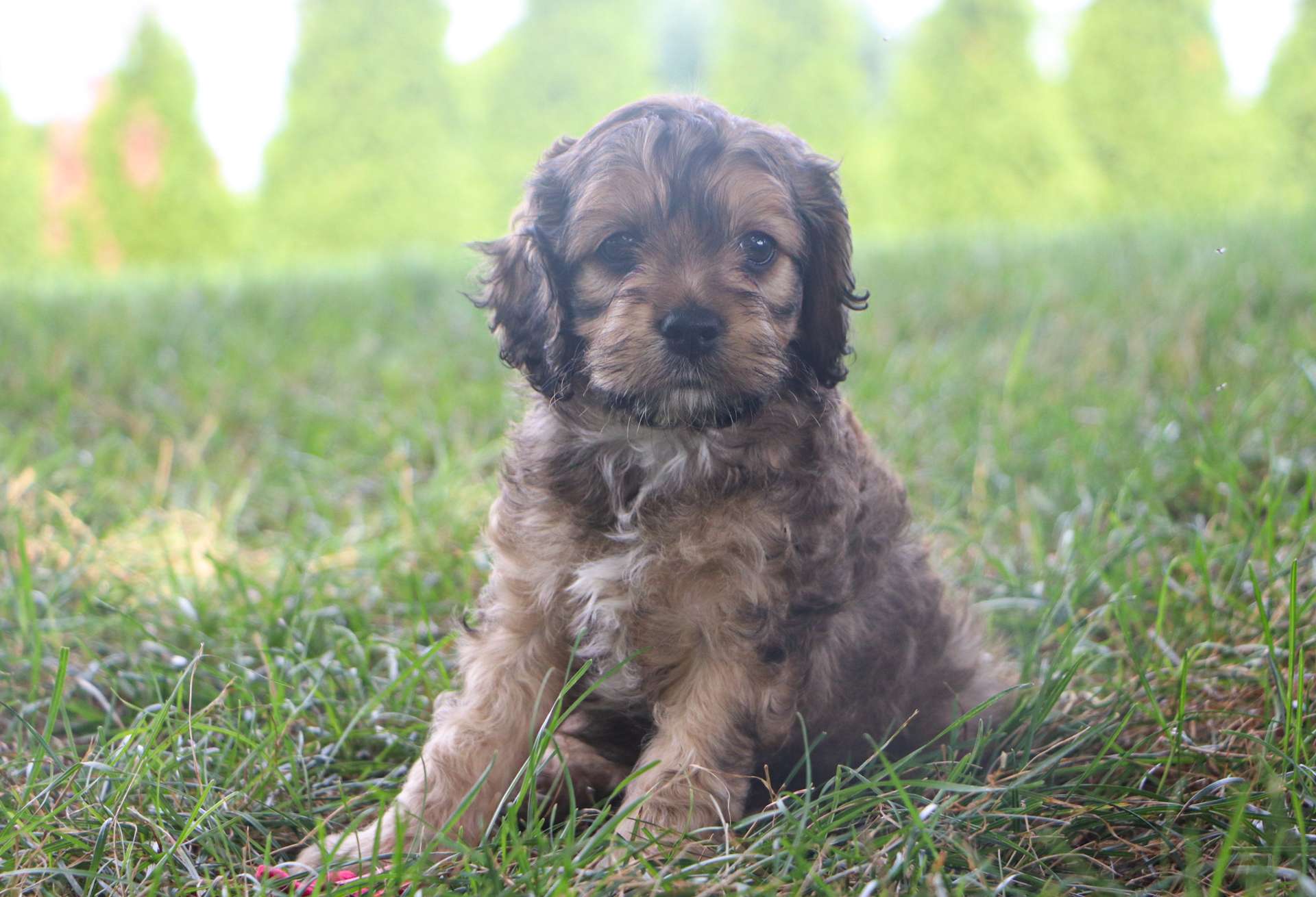 Best Cleveland Cockapoos — Crockett Doodles