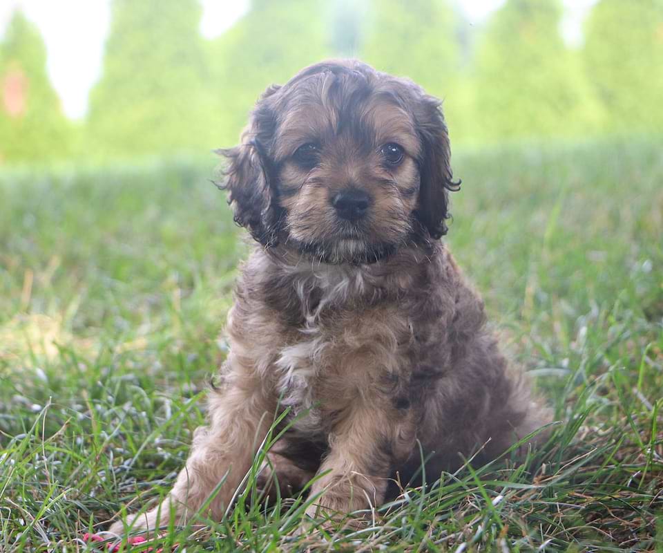 Available Cockapoo
