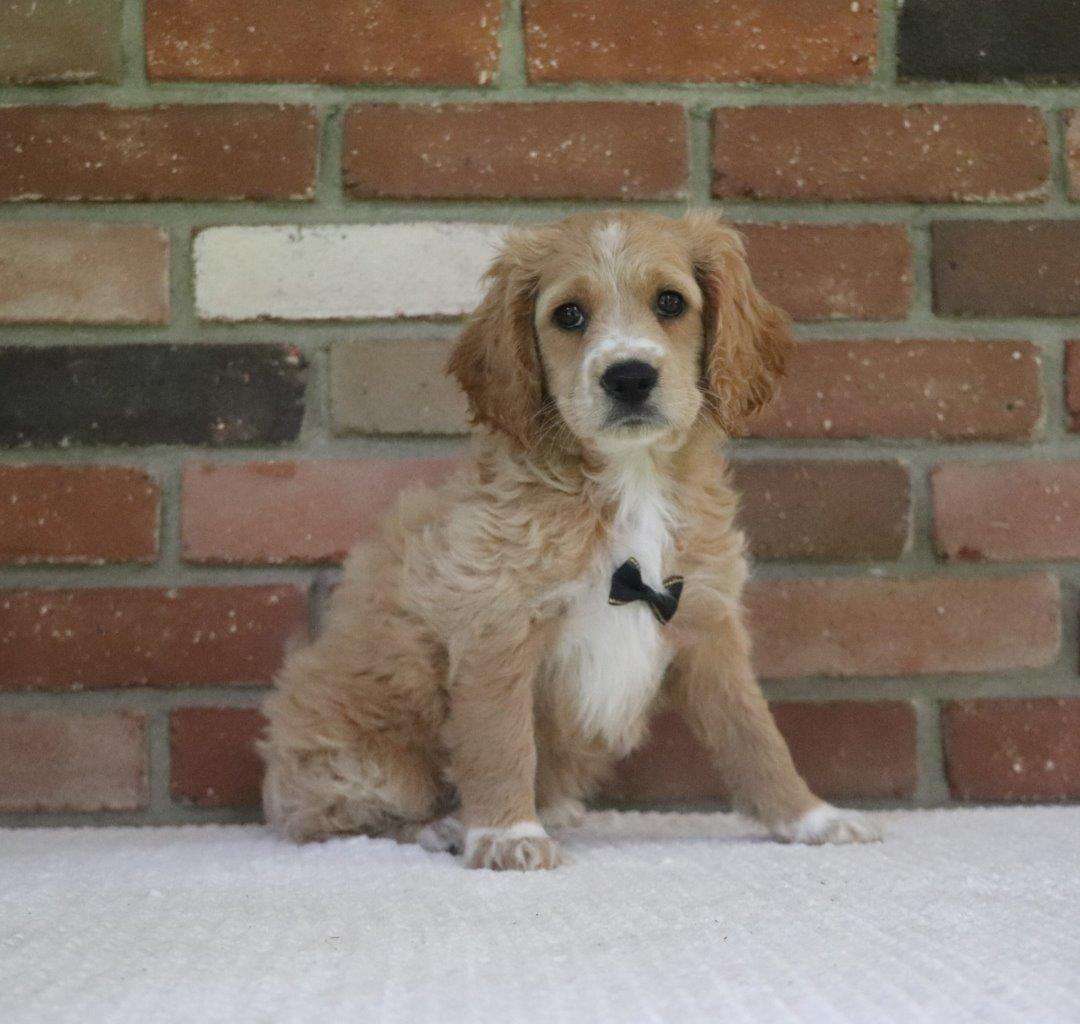 Available Cockapoo