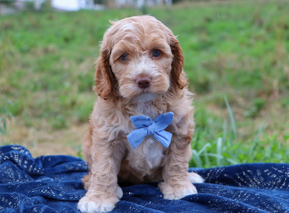 Cockapoo Available