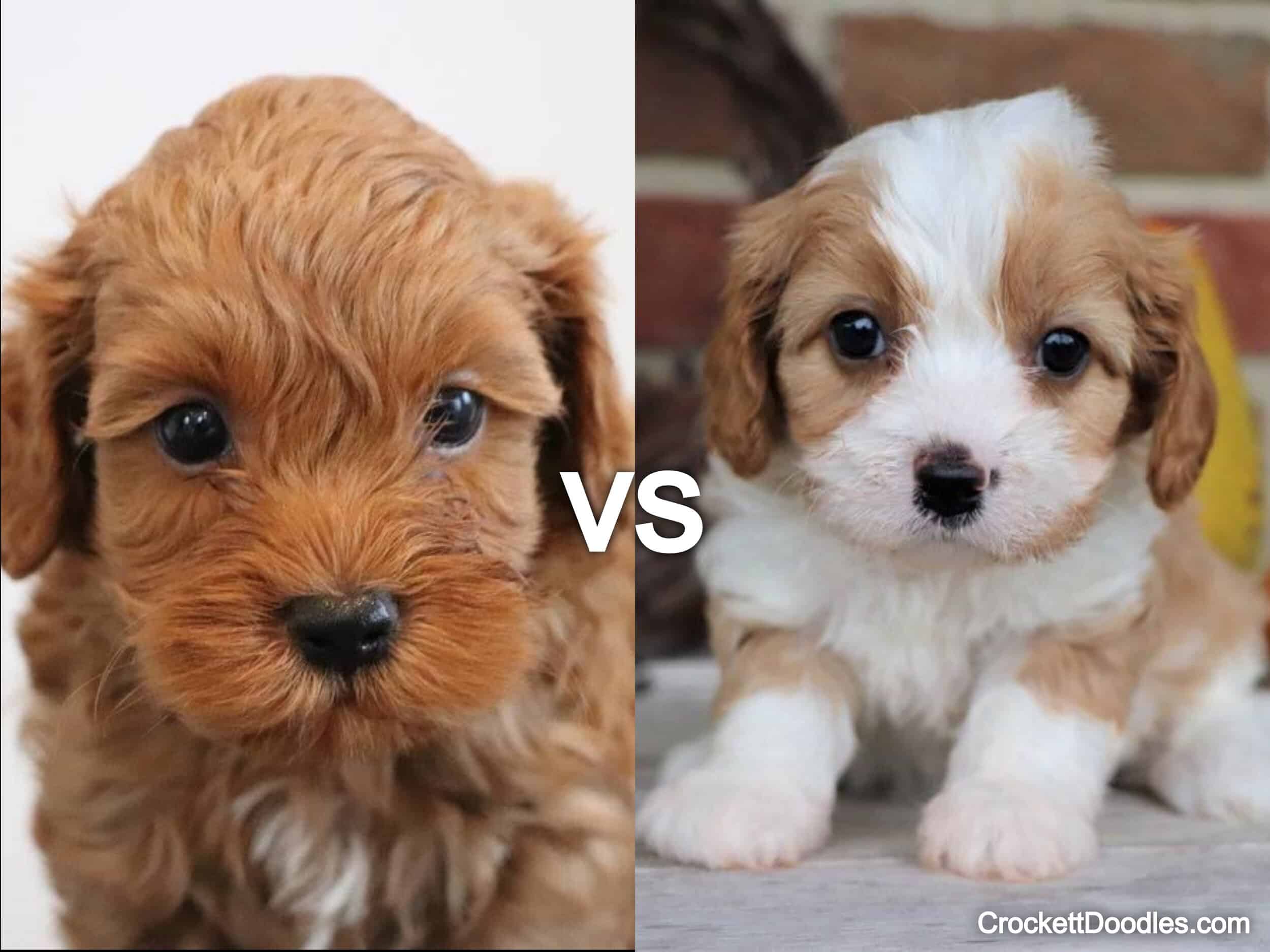 Cockapoo Vs Cavapoo Breed Comparison Crockett Doodles Cockapoo Vs Cavapoo Breed Comparison Crockett Doodles