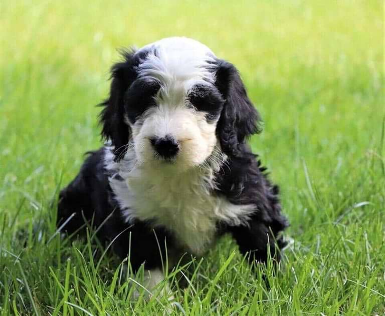Sheepadoodle Puppies for Sale — Family-Raised & Healthy