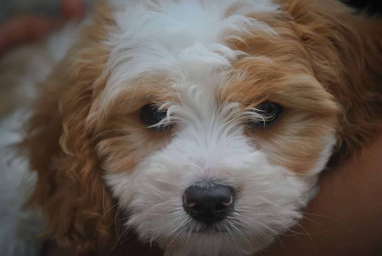 Crockett Doodles Blenheim Cavapoo