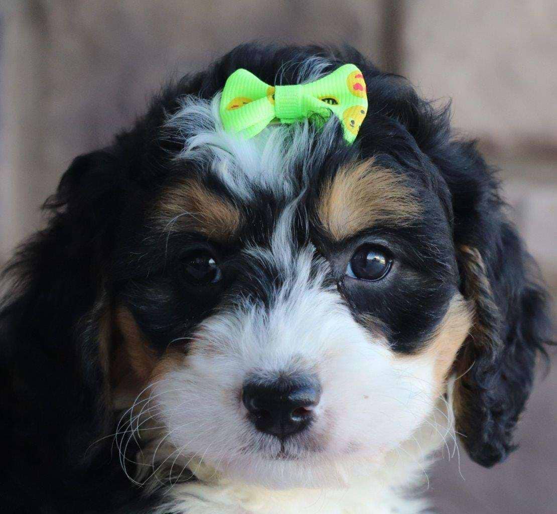 Available Bernedoodle