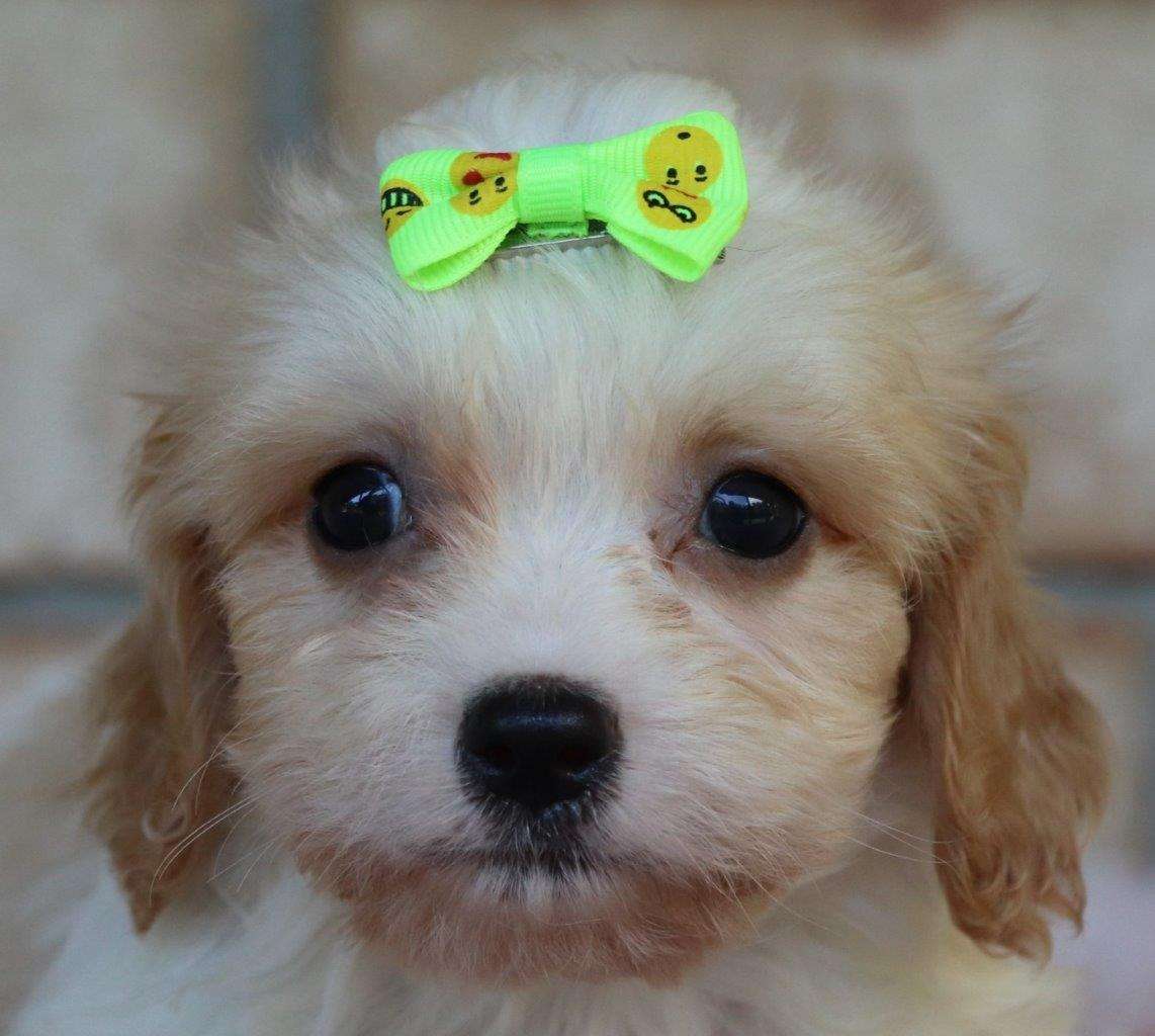 Available Cavachon