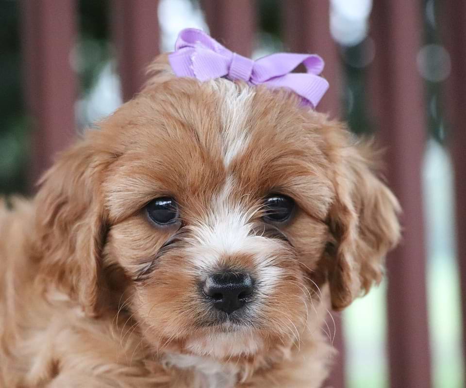Cavapoo Available