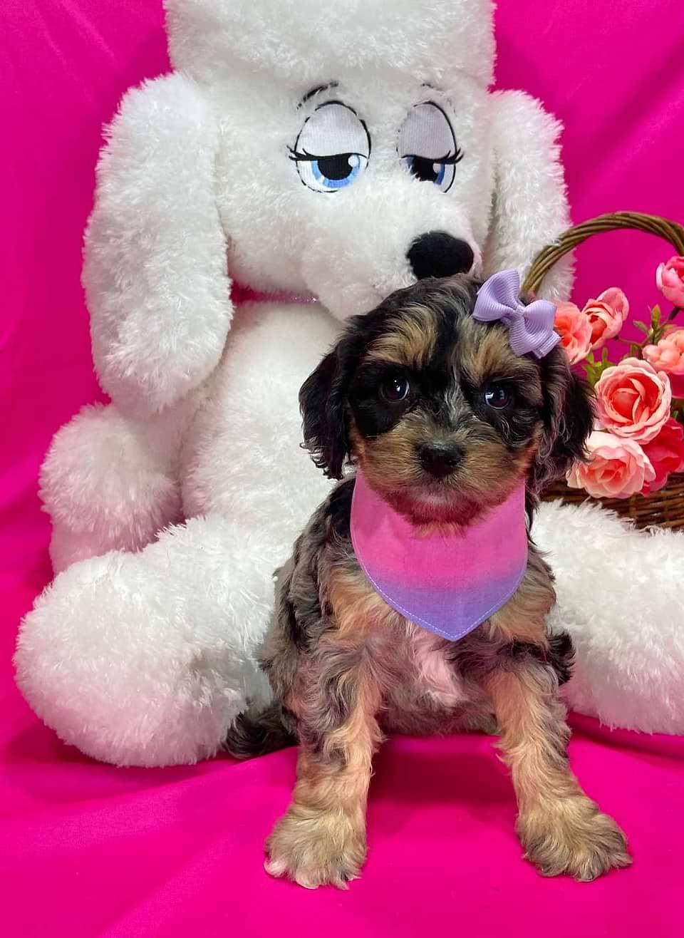 Cavapoo Available