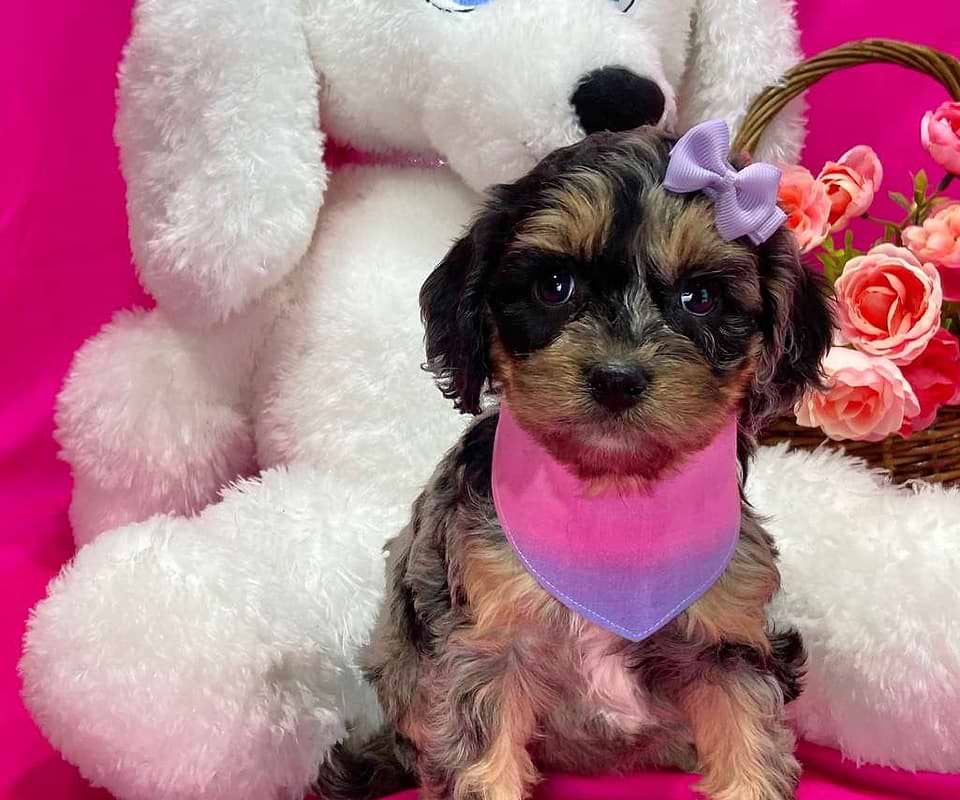 Cavapoo Available