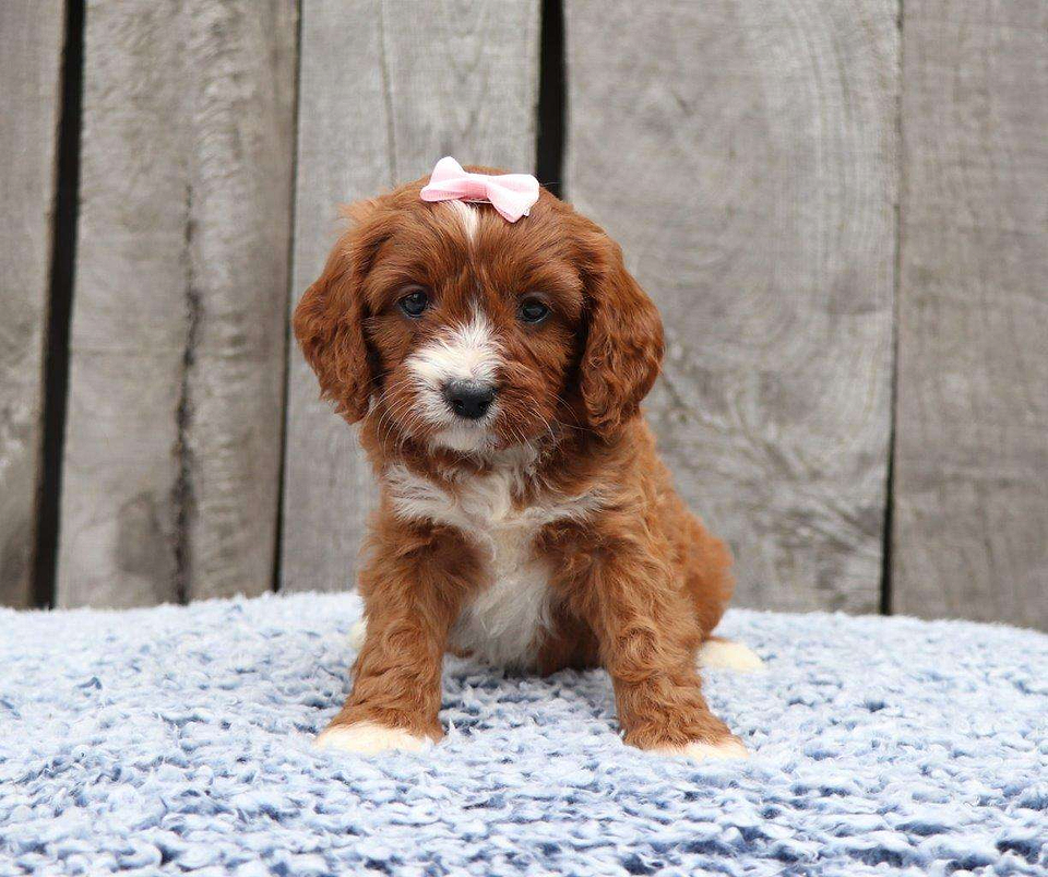 Cavapoo Available