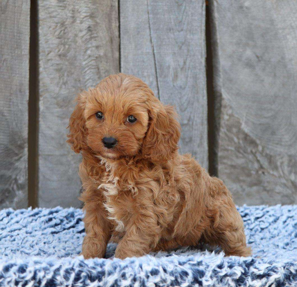 Available Cavapoo