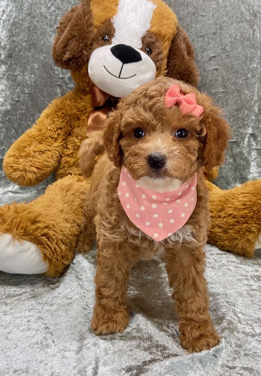 Available Goldendoodle
