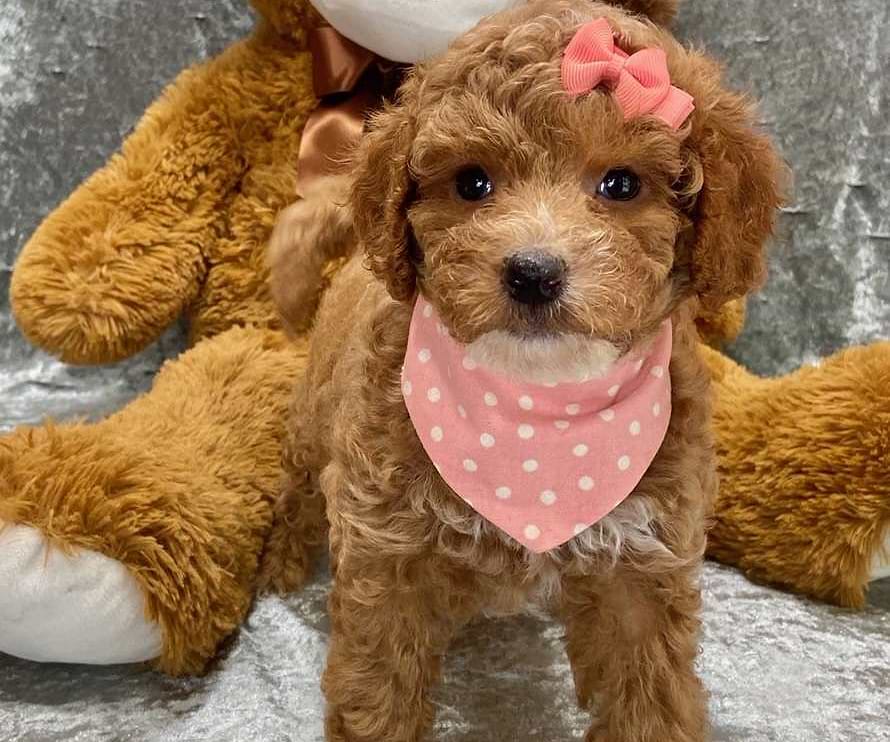 Available Goldendoodle
