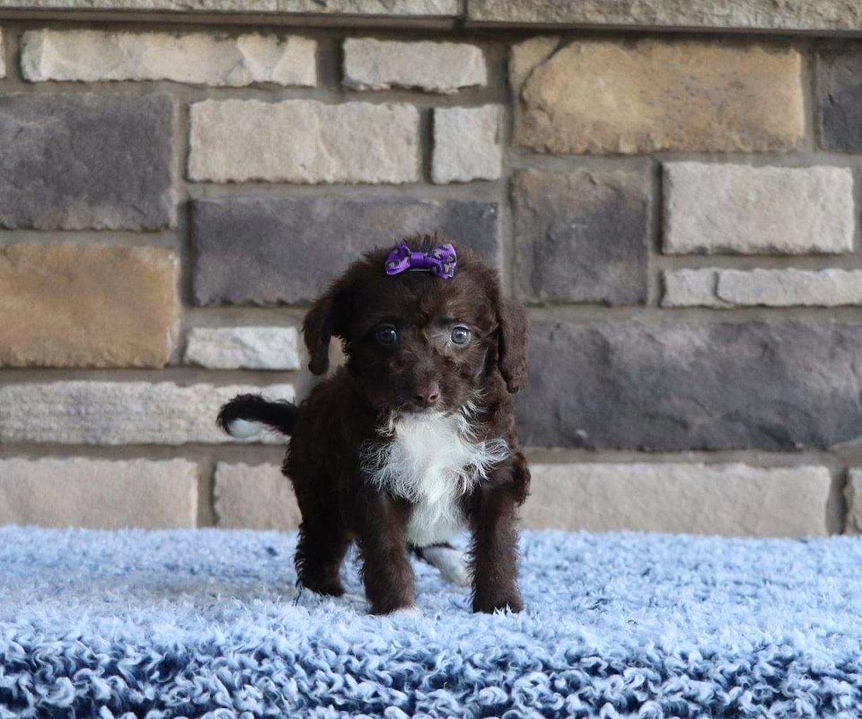 Available Labradoodle