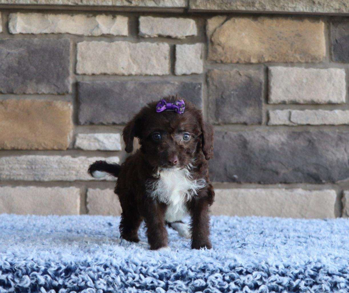Available Labradoodle