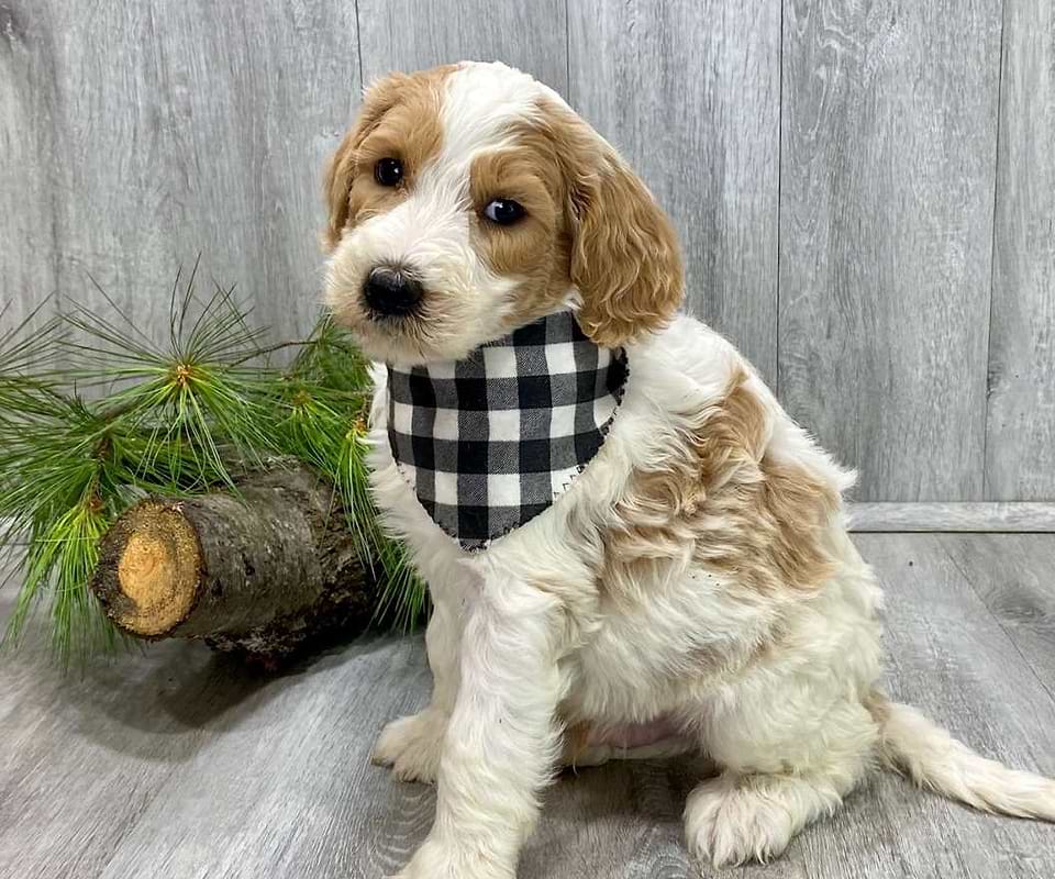 Available Pyredoodle