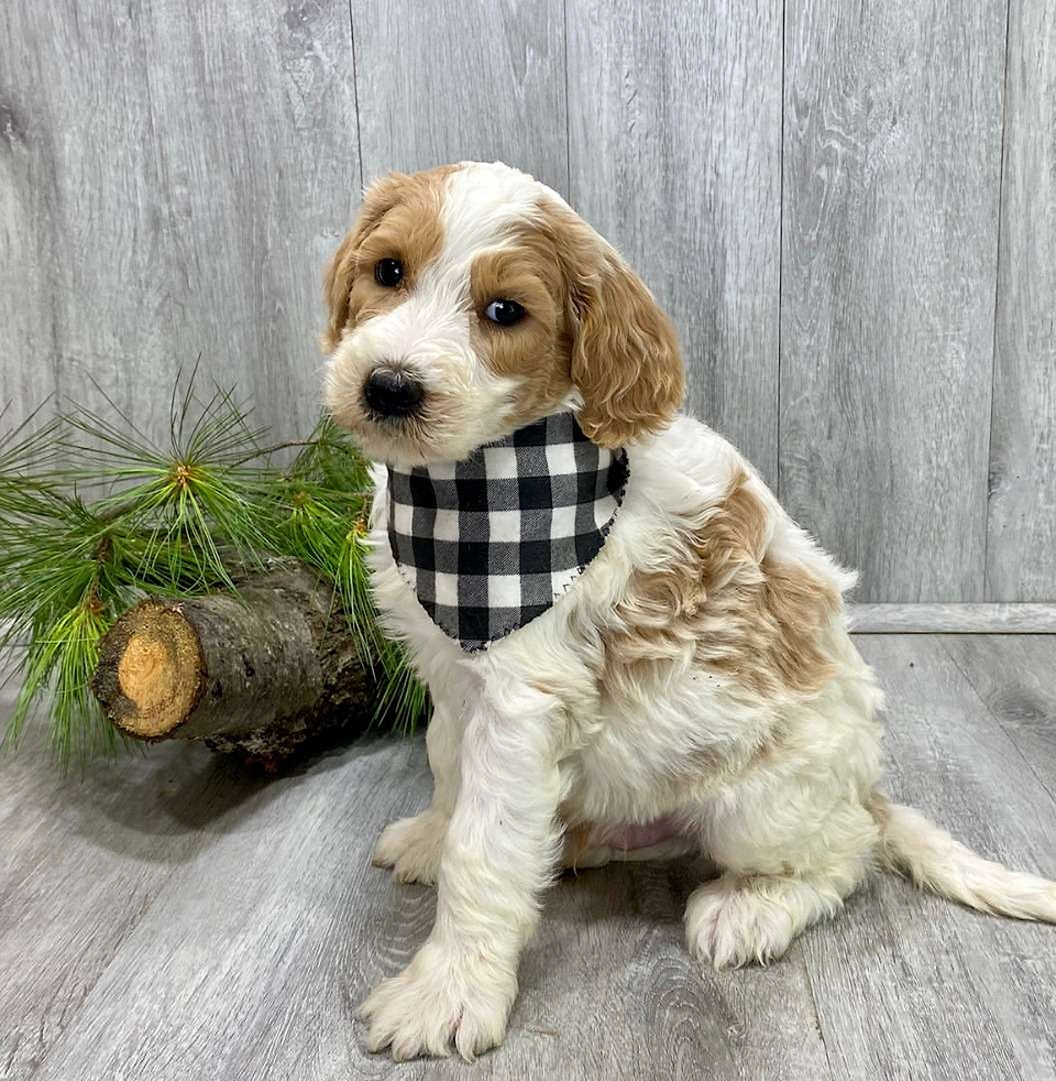 Available Pyredoodle