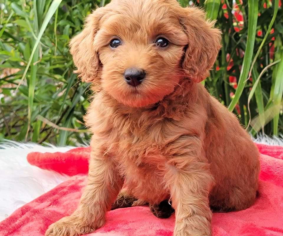 Goldendoodle Available