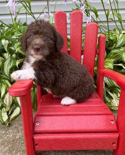 Available Labradoodle