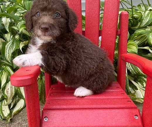 Available Labradoodle