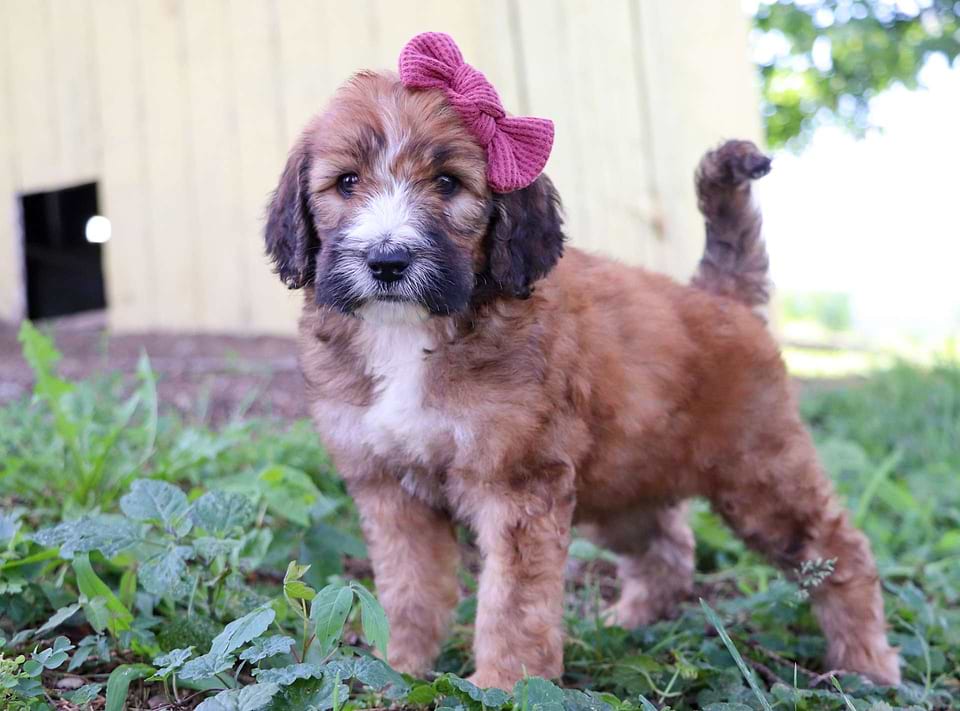 Available Saint Berdoodle