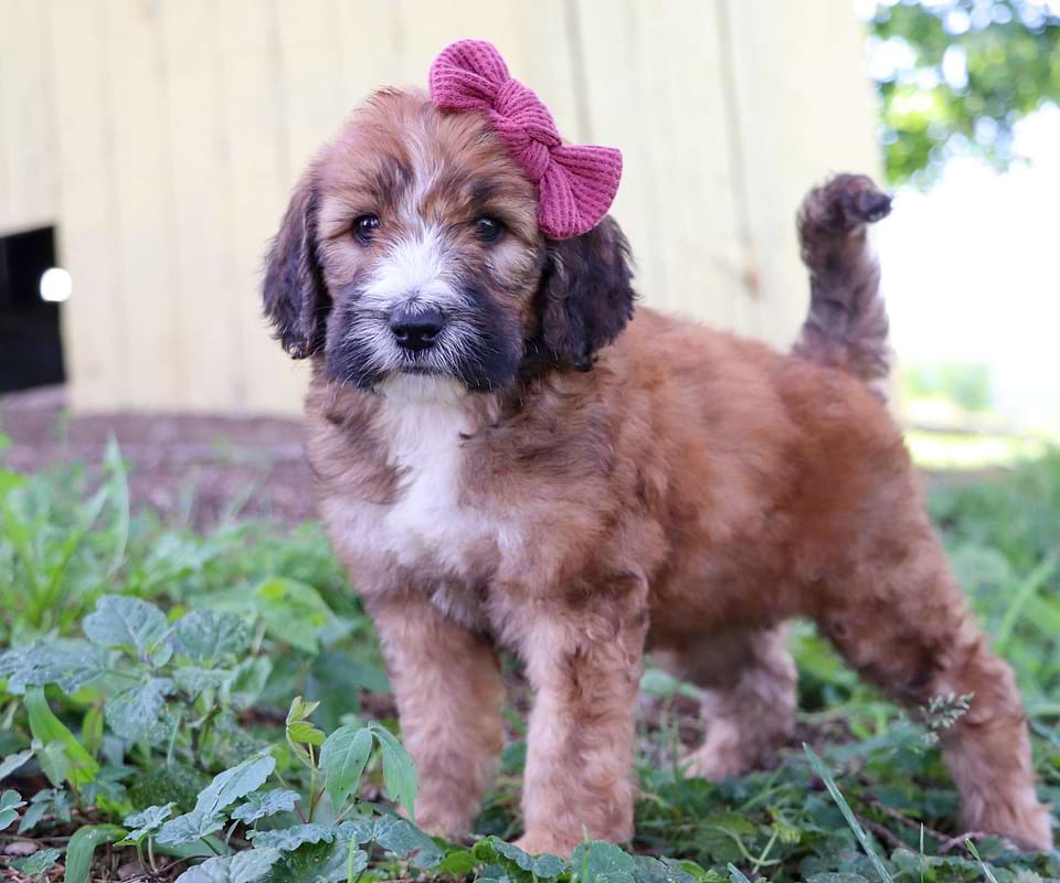 Available Saint Berdoodle