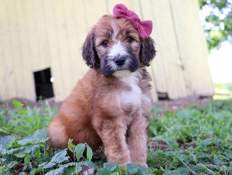 Saint Berdoodle Available