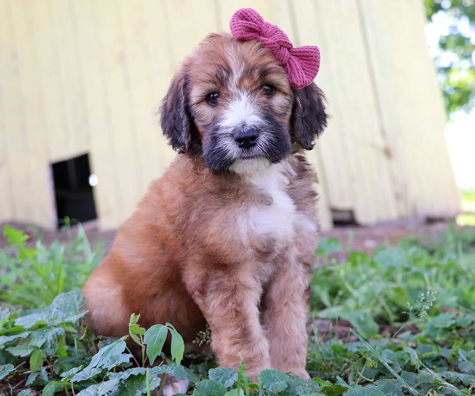 Saint Berdoodle Available