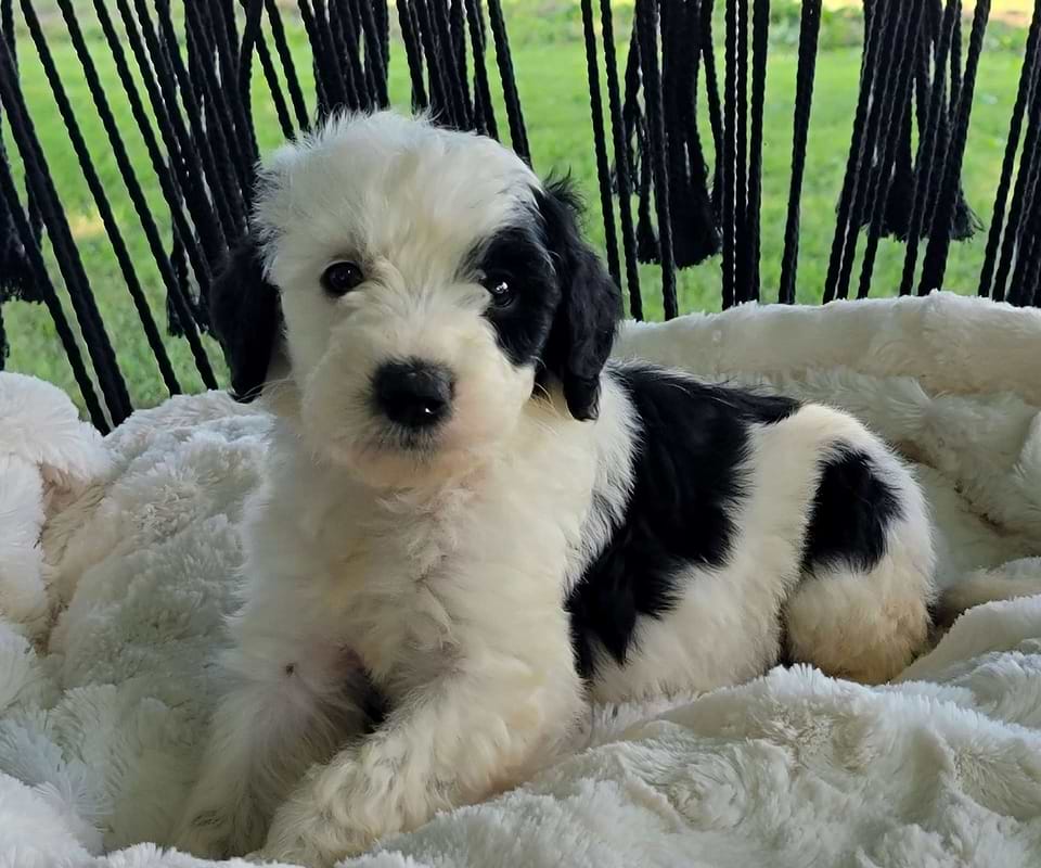 Sheepadoodle Available