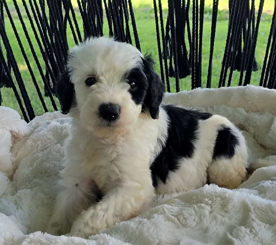 Sheepadoodle Available