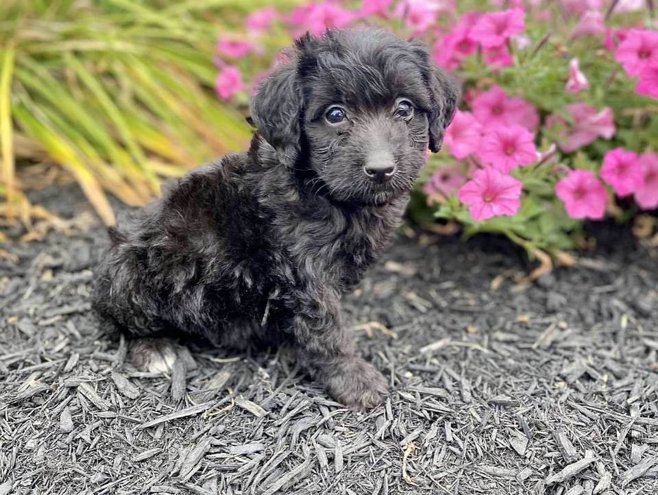 Swiss Doodle Puppy Available